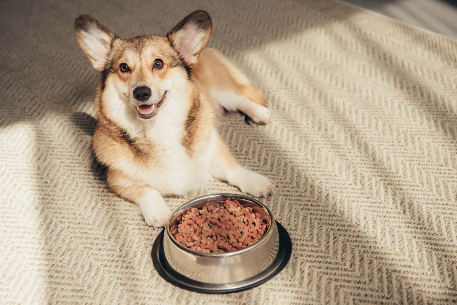 How to Keep Your Dog Hydrated